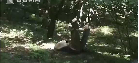 游客为何捡石砸大熊猫?
