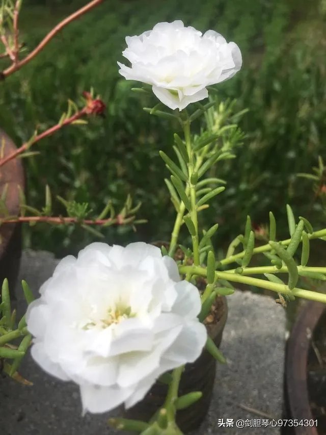 淘宝花店有没有推荐的?