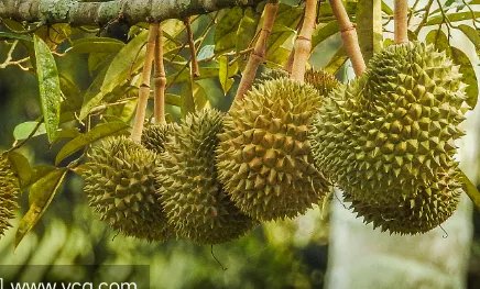 哄抢榴莲村民食物中毒，当地采取了什么措施