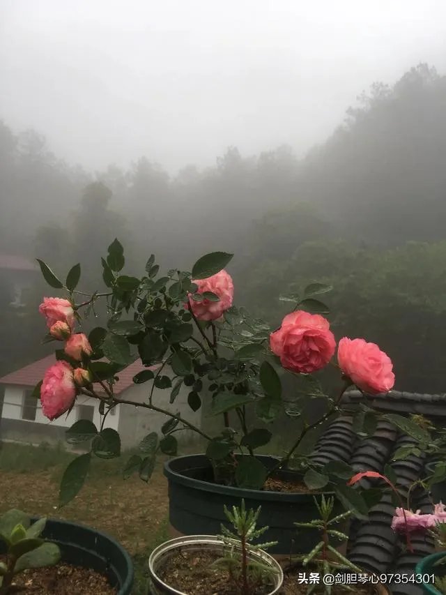 淘宝花店有没有推荐的?