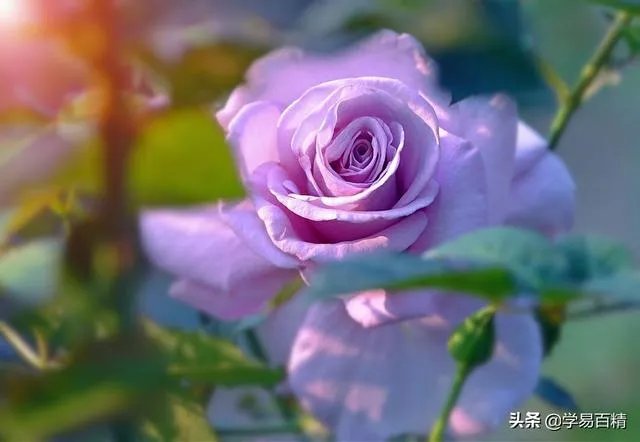 淘宝花店有没有推荐的?