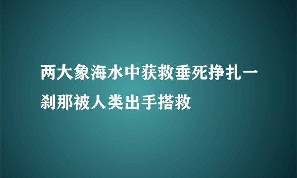 两大象海水中获救垂死挣扎一刹那被人类出手搭救