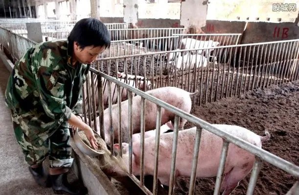国家禁止农村养猪？ 2019农村养猪新政策规定