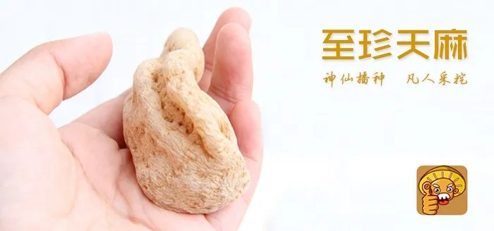 汉中天麻