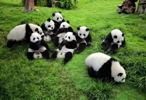 两只大熊猫赴芬兰,还有哪些国家有我国国宝大熊猫?
