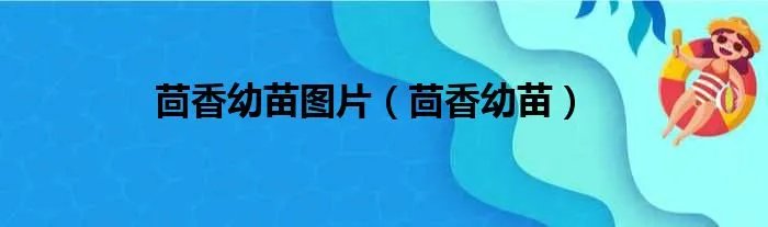 茴香幼苗图片（茴香幼苗）