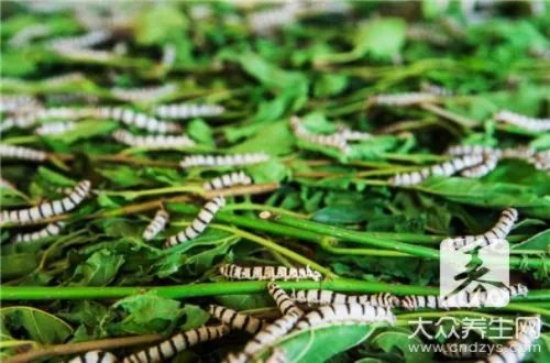 蚜虫防治办法