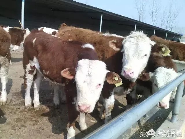 养殖业什么前景最好?