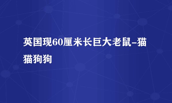 英国现60厘米长巨大老鼠-猫猫狗狗