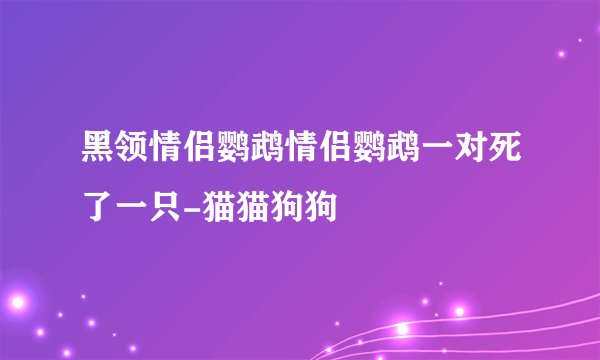 黑领情侣鹦鹉情侣鹦鹉一对死了一只-猫猫狗狗