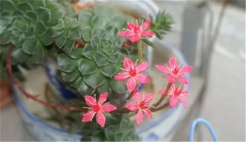 观音莲开花吗 如何养殖观音莲