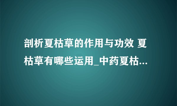 剖析夏枯草的作用与功效 夏枯草有哪些运用_中药夏枯草的功效与作用_夏枯草的妙用有什么_夏枯草中药的应用范围有哪些