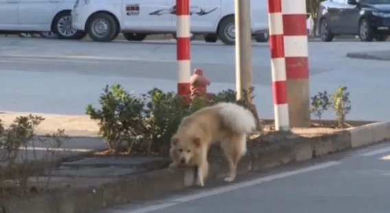 60岁大爷玩轮滑和未牵绳的狗相撞,此事到底是谁的责任?