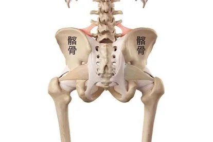腰髂骨的位置示意图