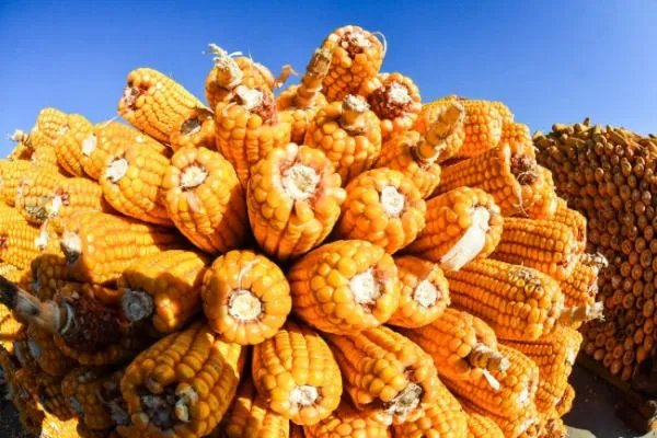 仓储玉米怎样防虫蛀
