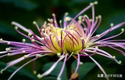陈林坚23+5三分帮助福建逆转天津,他的三分球能力这么强,为何李楠不带他?
