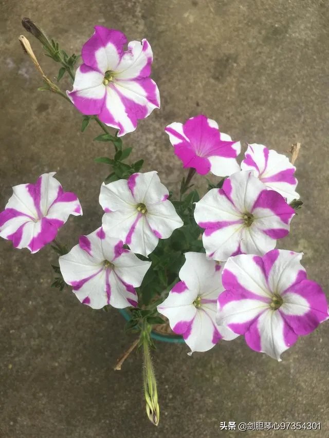 淘宝花店有没有推荐的?