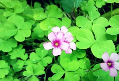 四叶草的传说有哪些 四叶草的含义介绍