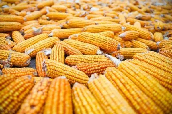 粮库竞拍玉米有大量虫眼，中储粮将会采取怎样的急救工作？