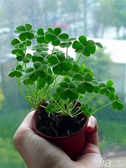 四叶草的传说有哪些 四叶草的含义介绍