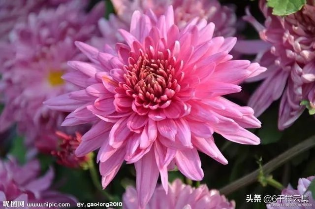 陈林坚23+5三分帮助福建逆转天津,他的三分球能力这么强,为何李楠不带他?