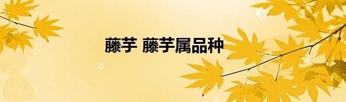 藤芋 藤芋属品种