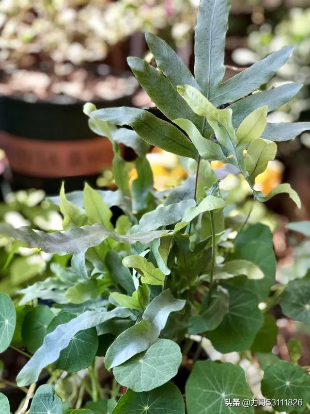 淘宝花店有没有推荐的?