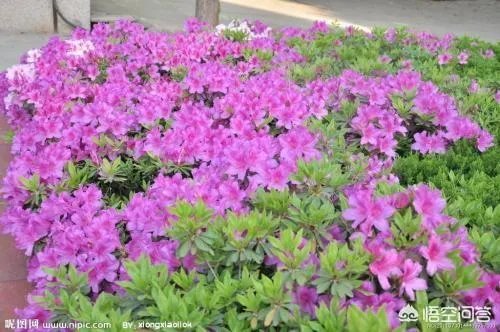 杜鹃花近日刷爆朋友圈，却为何被告诫勿再买？