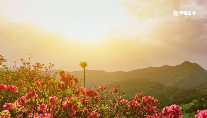 女神节祝福语唯美简短