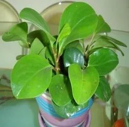 电脑宝贝怎么养