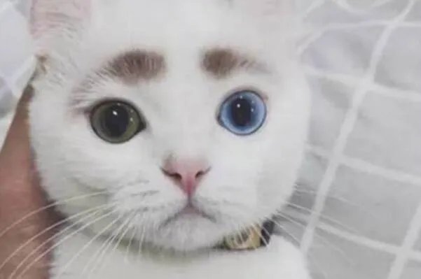 阴阳眼是真的吗 阴阳眼修行者的真实经历(网友杜撰)