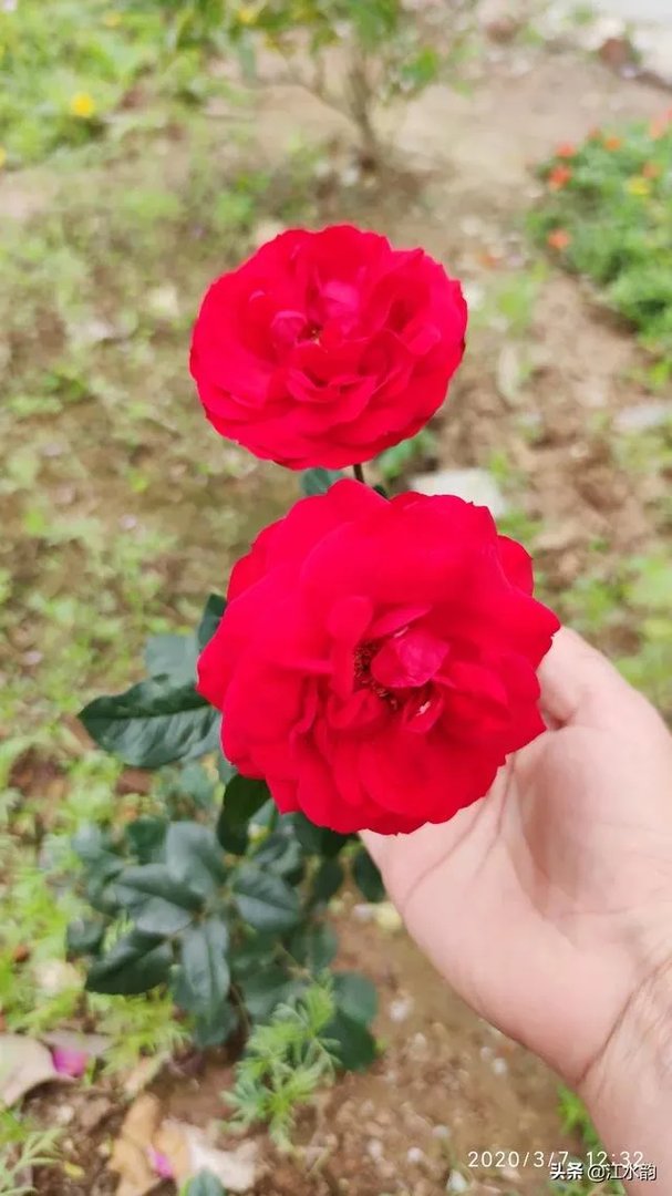 淘宝花店有没有推荐的?