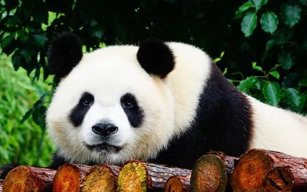 熊猫和饲养员吵架,这究竟是怎么一回事呢?
