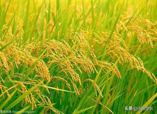 越南大米与国内大米有什么不同？