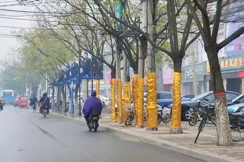 路边树木安呼吸道,如何科学的养殖树木?
