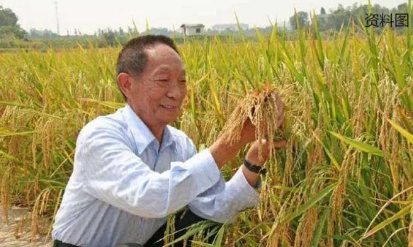 海水稻试种成功后形成稳定品种还需多久？