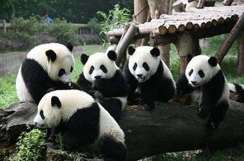 首个中国大熊猫国际形象出炉，它的使用渠道都有哪些？