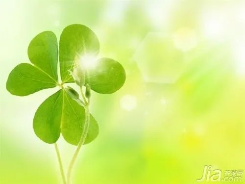 四叶草的传说有哪些 四叶草的含义介绍