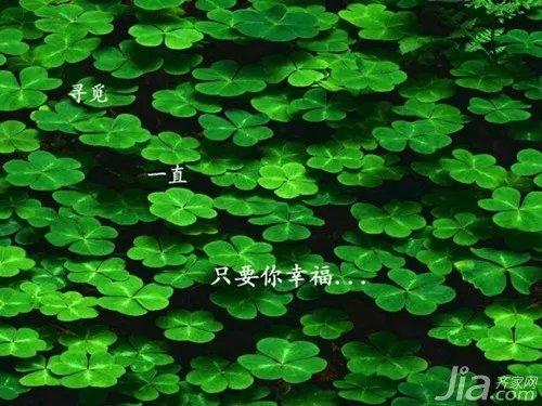 四叶草的传说有哪些 四叶草的含义介绍