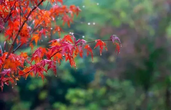 想象一下秋天的雨还会把颜色分给谁呢照样子写一写怎么写?