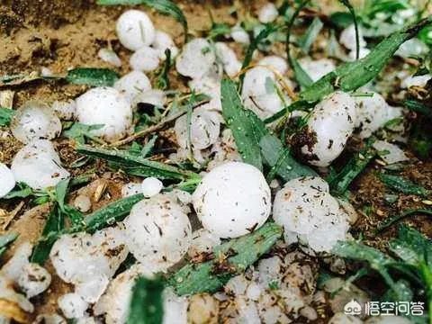农村果园覆盖的防冰雹网是否能起到作用？