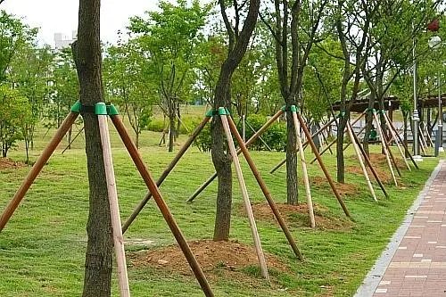 路边树木安呼吸道,如何科学的养殖树木?
