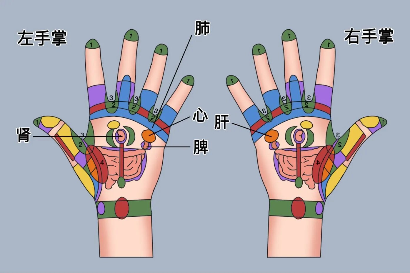 左手手掌对应的五脏图