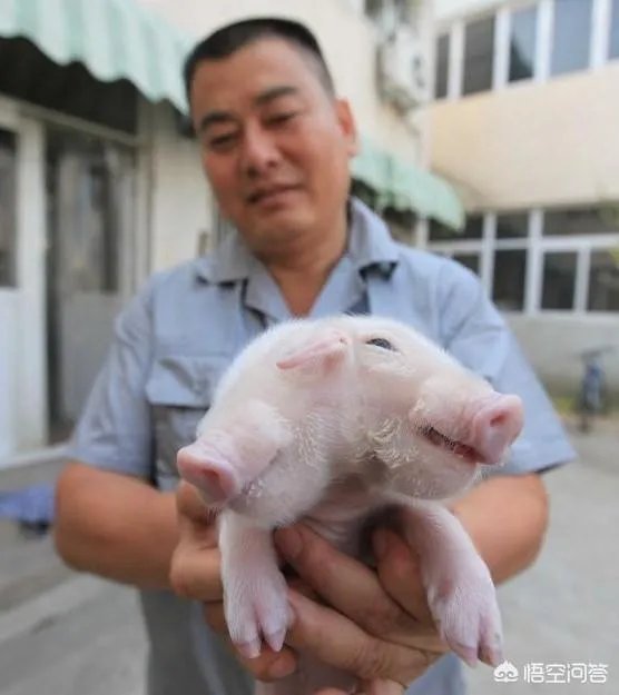 还有哪些像“路边只有一辆共享单车,潘玮柏和罗志祥谁能骑”的脑洞大开的问题?