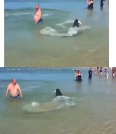 海豹穿梭人群捕鱼是什么情况?