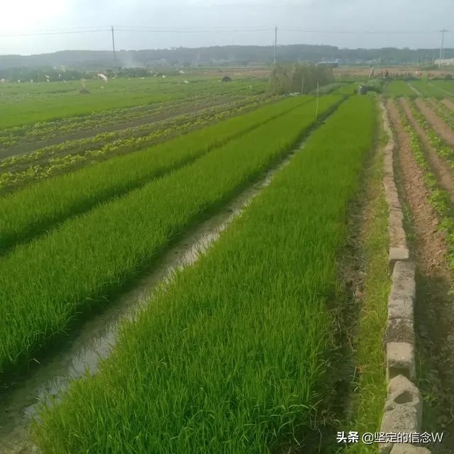 袁隆平称中国不会出现粮荒，你平时更喜欢吃米饭还是馒头？