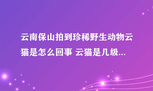 云南保山拍到珍稀野生动物云猫是怎么回事 云猫是几级保护动物