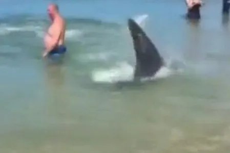 海豹穿梭人群捕鱼是什么情况?