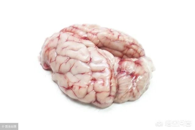 科学家成功复活死亡猪脑,意味着什么?