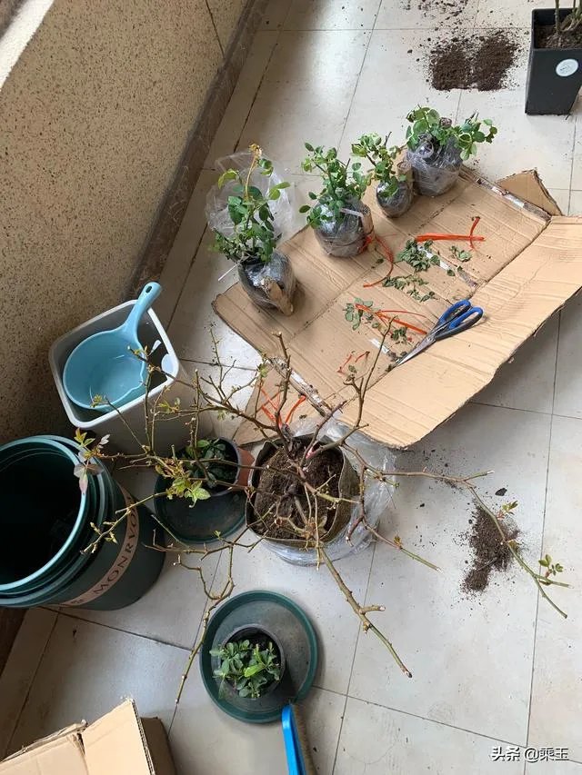 淘宝花店有没有推荐的?